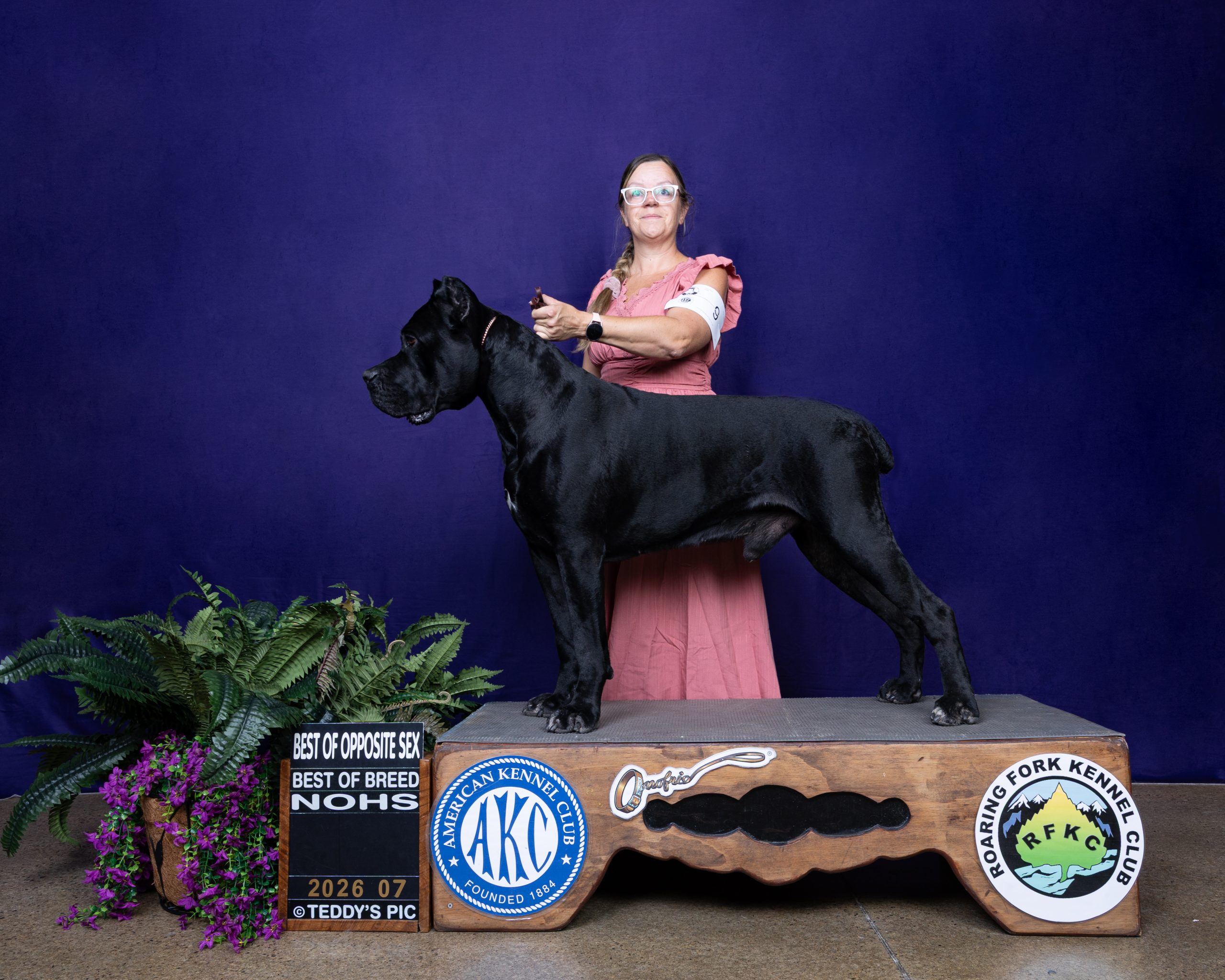 Diesel Earns Multiple AKC Wins at the Roaring Fork Kennel Club Show